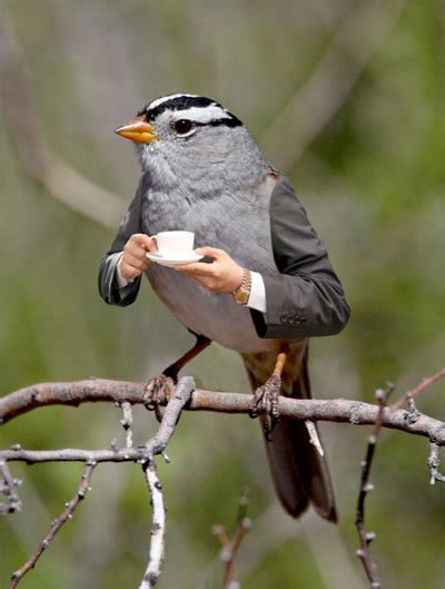 Birds with arms is his time... : r/birdswitharms