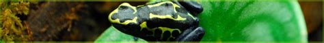 NEHERP - Dendrobates tinctorius Care & Breeding