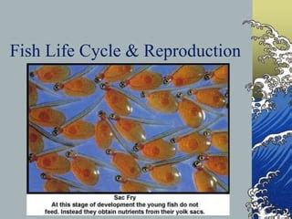 Fish Life Cycle & Reproduction.pptx