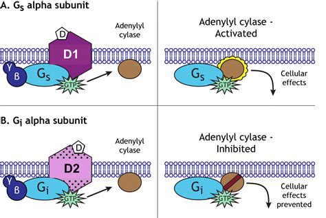 Neurotransmitters: Catecholamines (Dopamine, Norepinephrine ...