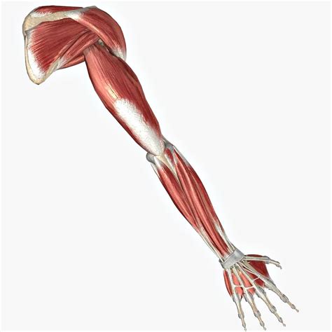 Human Arm Muscles Diagram Labeled