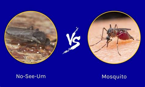 No See Ums vs Mosquito: Key Differences Explained - A-Z Animals