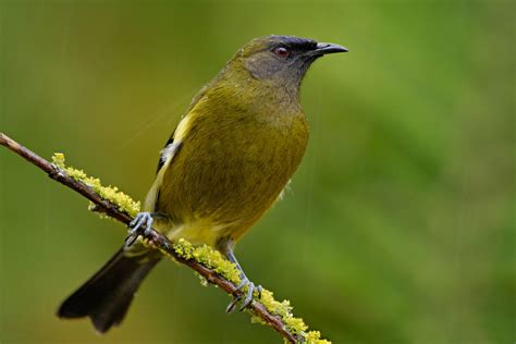 New Zealand’s favourite bird | Te Papa's Blog