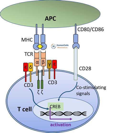 Human Cord Blood CD3+ T Cells, Pure and Viable | HumanCellsBio.com ...