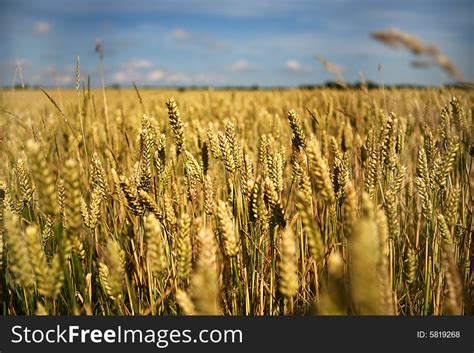 28+ Macro image wheat golden background Free Stock Photos - StockFreeImages