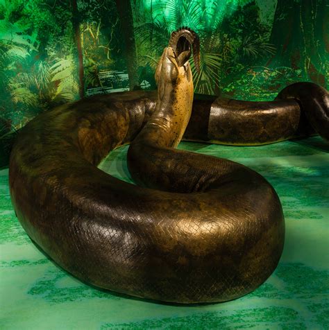 Real Giant Snake