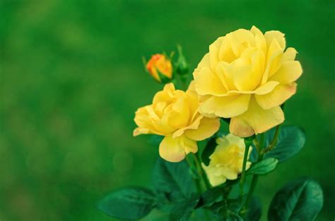 Roses That Are Yellow: Choosing Yellow Rose Varieties For The Garden