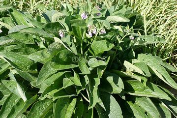 Comfrey Seeds | Eden Seeds