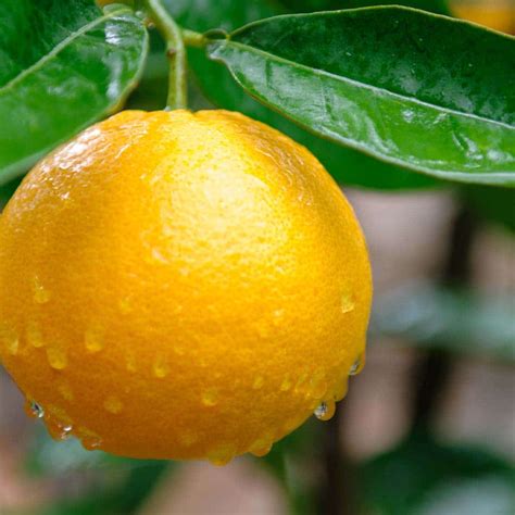 Growing Citrus with Capalaba Produce | Capalaba Produce