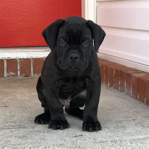 cane corso breeders/cane corso breeder near me