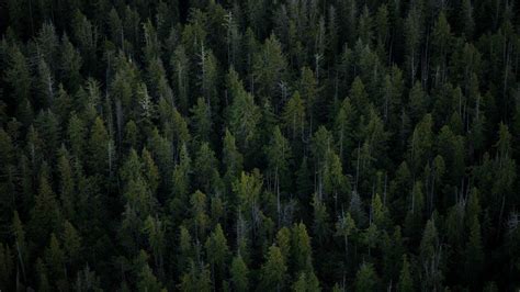 Forest Wallpapers (49 images) - WallpaperCosmos