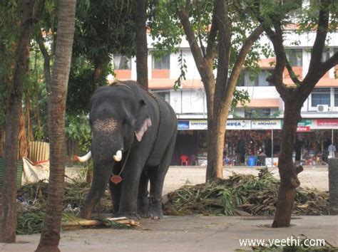 Elephant at Guruvayoor Temple, Kerala | Veethi