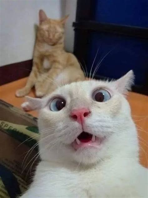 Funny Cat faces To put that smile on your face : r/AnimalsBeingDerps