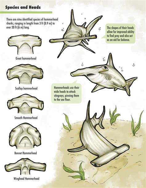 Hammerhead shark chart | Hammerhead shark, Shark, Shark facts