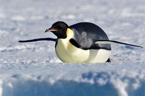 Ukweli wa Kielimu wa Emperor Penguin