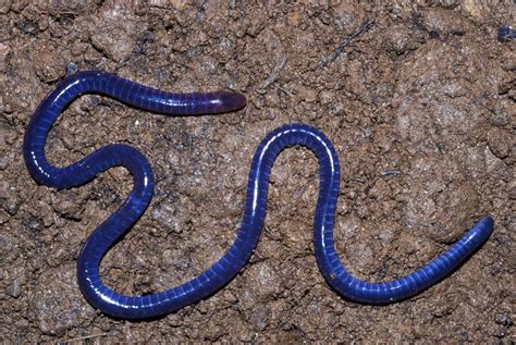 Beetle Boy's BioBlog: Species of the Week: Caecilians