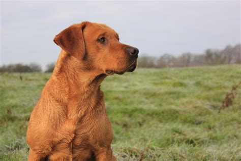 Outstanding fox red Labrador available for stud, call: 07969 316836 ...