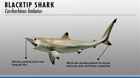 Shark Identifier