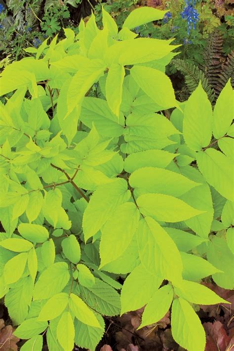 Aralia cordata 'Sun King' | Golden aralia | Green Barn Garden Center