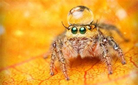 19 Cute Lil Spiders That'll Cure Your Arachnophobia (Photos)