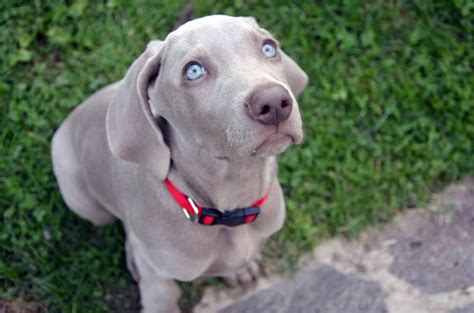 Weimaraner Training | Puppy & Dog Training | Surrey