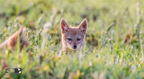 Photoseries: Playful black-backed jackal pups - Africa Geographic