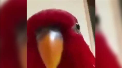 Red Bird Laughing Then Staring | Know Your Meme