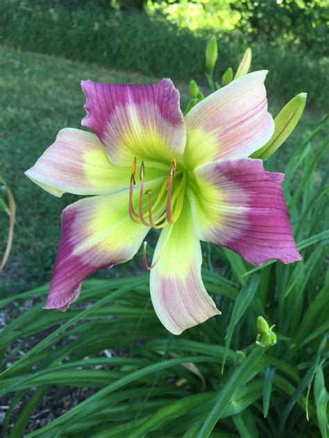 Photo of the bloom of Daylily (Hemerocallis 'Moroccan Sapphire') posted ...