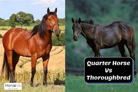 Quarter Horse VS Thoroughbred: Understanding the Differences