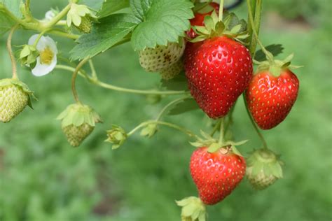 How to grow strawberries in Florida - Read Gardens