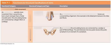 Amphiarthrosis (little movement) Diagram | Quizlet