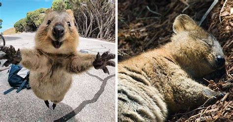 Quokkas Are The Happiest Animals In The World | Cute animals with funny ...