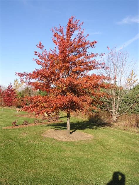 northern pin oak - Redwood Falls Nursery