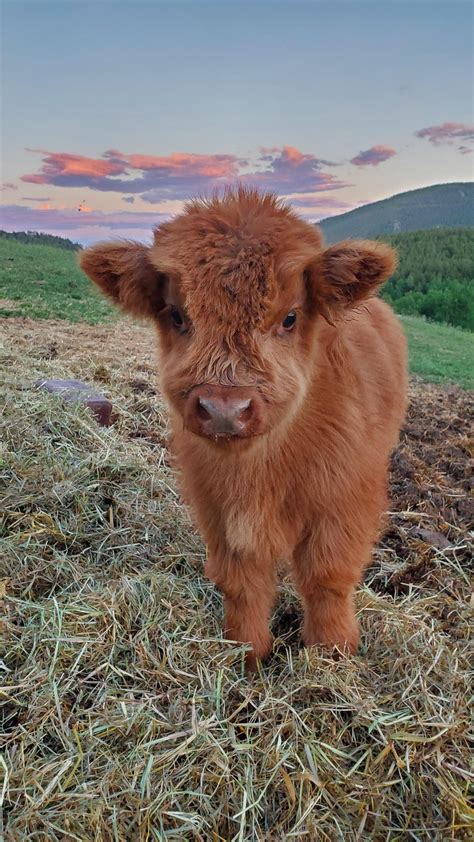 Baby highland cow in the mountains of Colorado | Cute baby cow, Fluffy ...