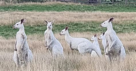 Watch: Rare White Kangaroos Sighted in Australia