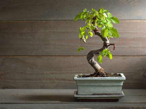 The 6 Best Indoor Bonsai Tree Types & How To Care For Them