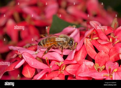 Apis Cerana High Resolution Stock Photography and Images - Alamy