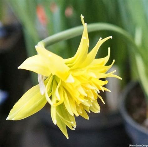 5 Miniature Daffodils for Pots and Containers | Garden Designer