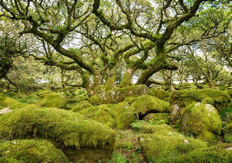 Over 1000 UK ancient forests are under threat