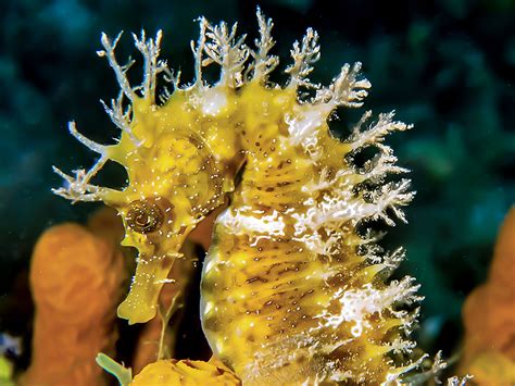 UBC seahorse expert wins world’s leading conservation prize