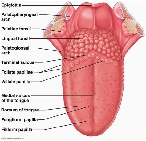 Human Tongue Anatomy