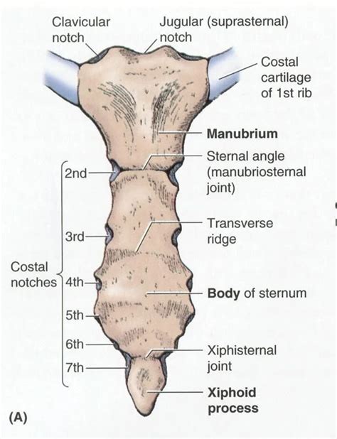 Sternum bone - Anatomy, Structure, Function - Samarpan Physio