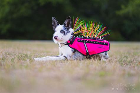 What is a Coyote Vest? How does it protect a dog?