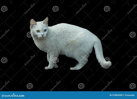 Albino cat stock photo. Image of kitten, brown, albino - 51883038