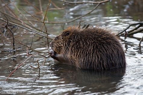 European Beaver Photos, European Beaver Images, Nature Wildlife ...