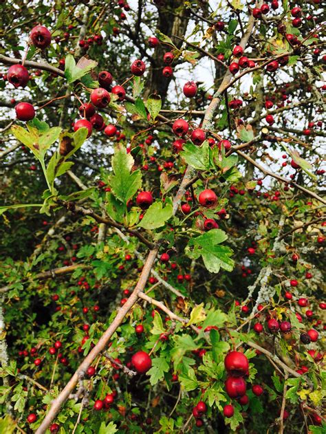 Hawthorn Tree — Bloom Apothecary of Anacortes