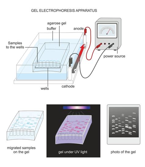 What Is Gel Electrophoresis? How And Why Is It Useful? » ScienceABC