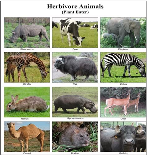 Herbivorous Animals Chart