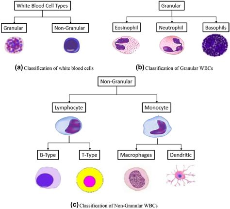 Leukocyte - Definition and Examples - Biology Online Dictionary