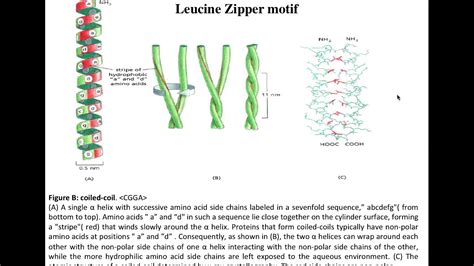 Lecture 7 Leucine Zipper motifs - YouTube